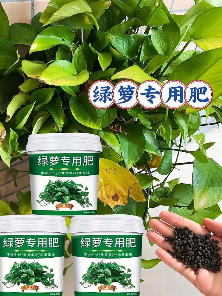 绿萝叶子卷起来怎么办?