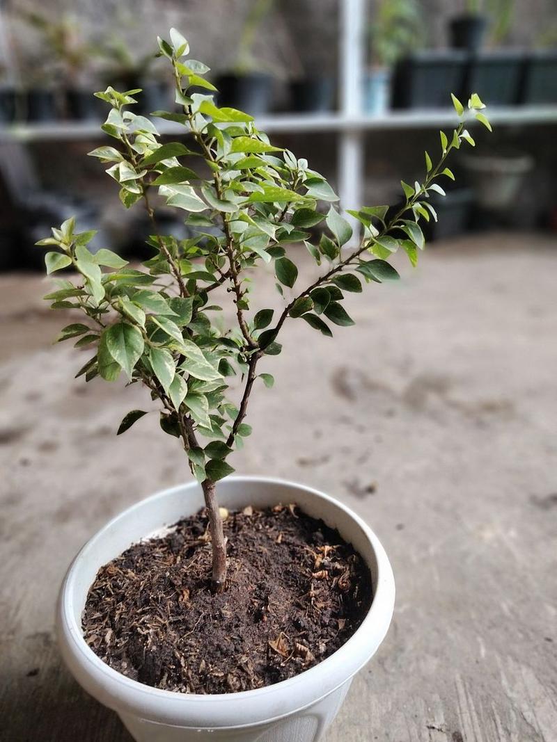 茉莉花怎么修剪