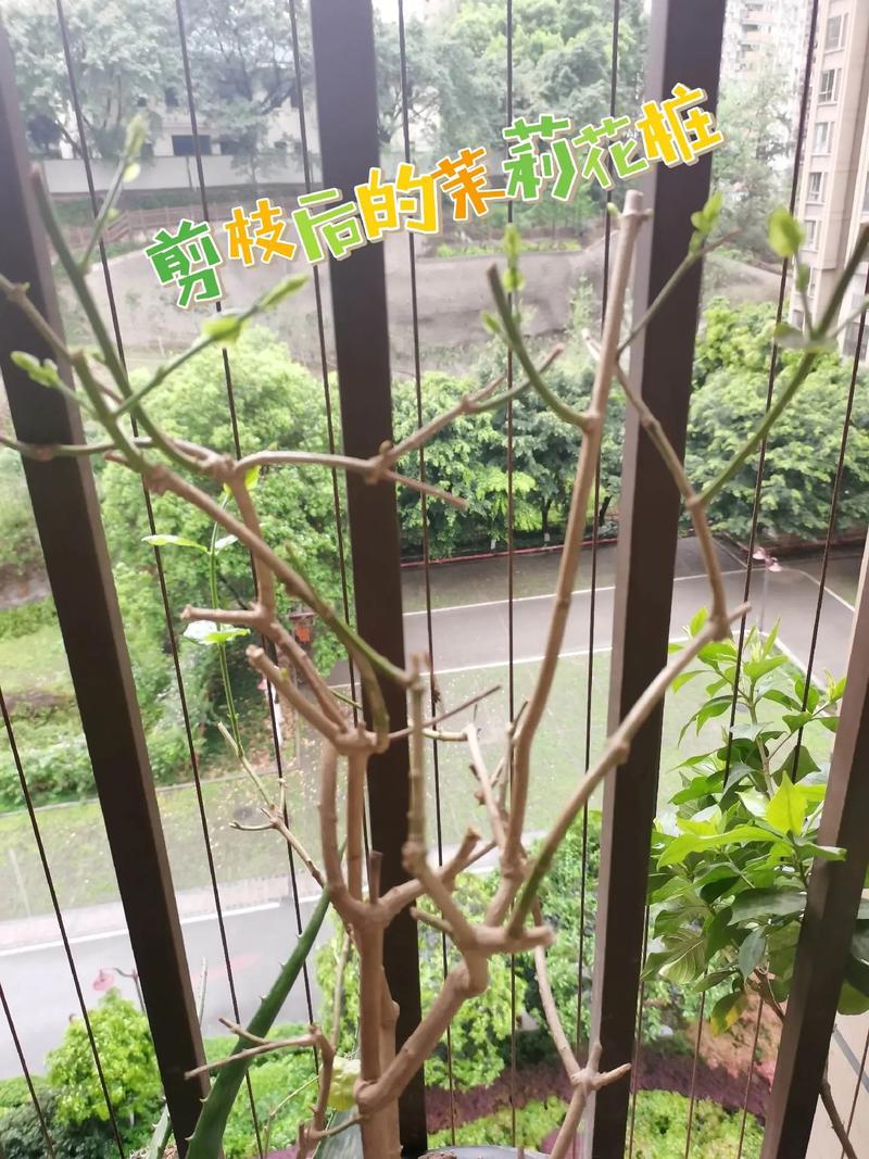 茉莉花开过以后怎么修剪?