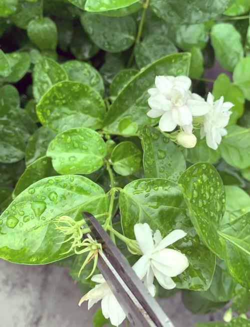 茉莉花的修剪方法