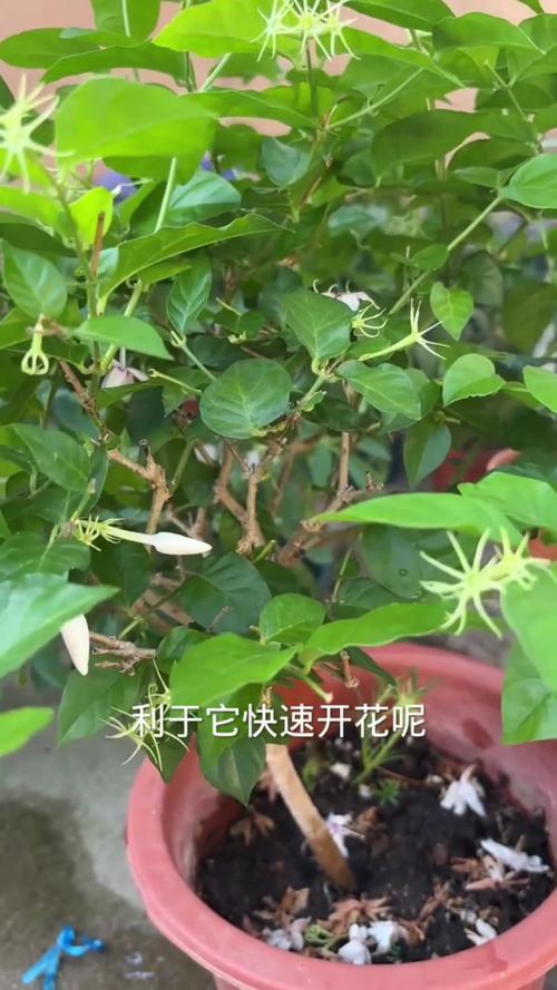 茉莉花开花后怎么修剪的