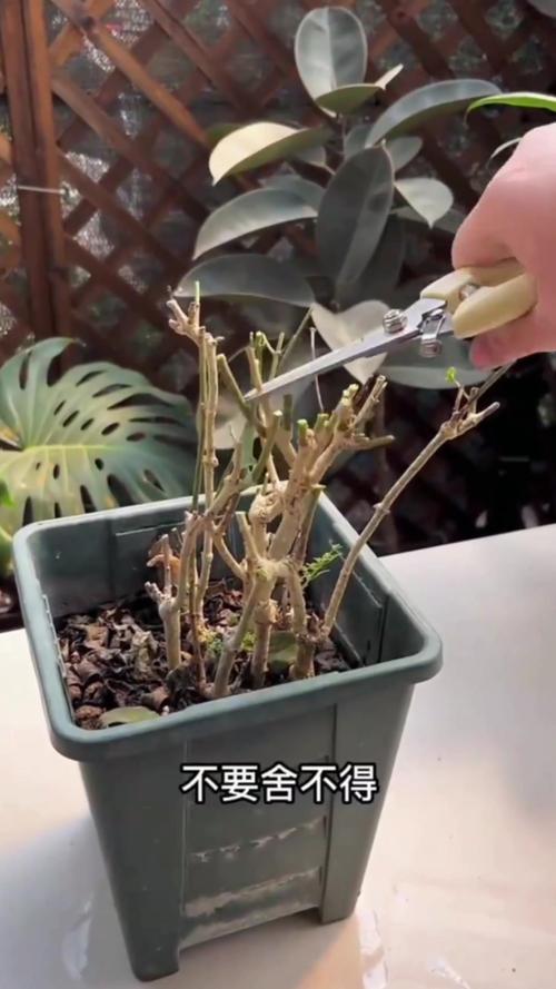 如何正确的修剪茉莉花?需要注意哪些情况?