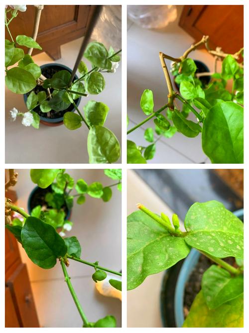 茉莉花谢了怎么修剪