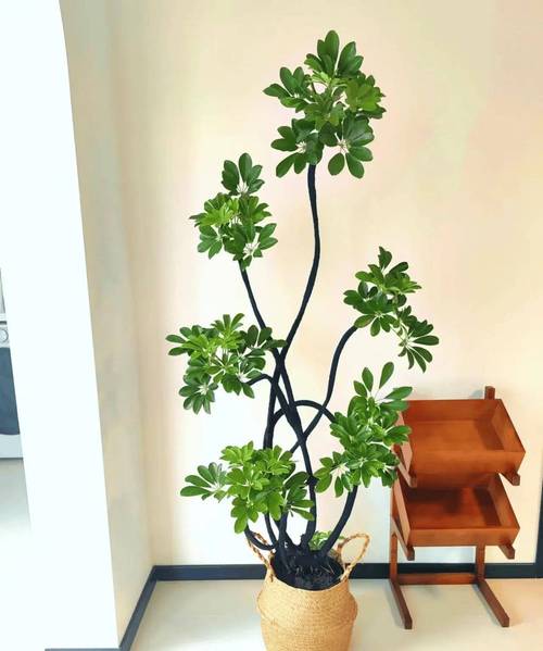 鸭掌木长多高打头好