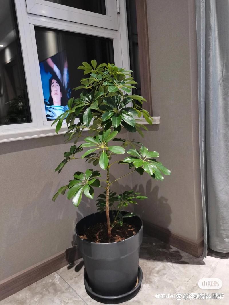 鸭掌木一根独杆太高怎么处理