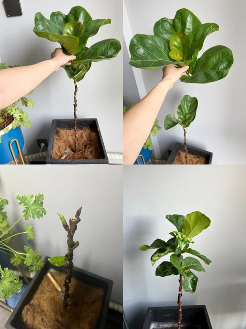 鸭掌木长到自己要的高度打顶好吗?还是现在打顶好?
