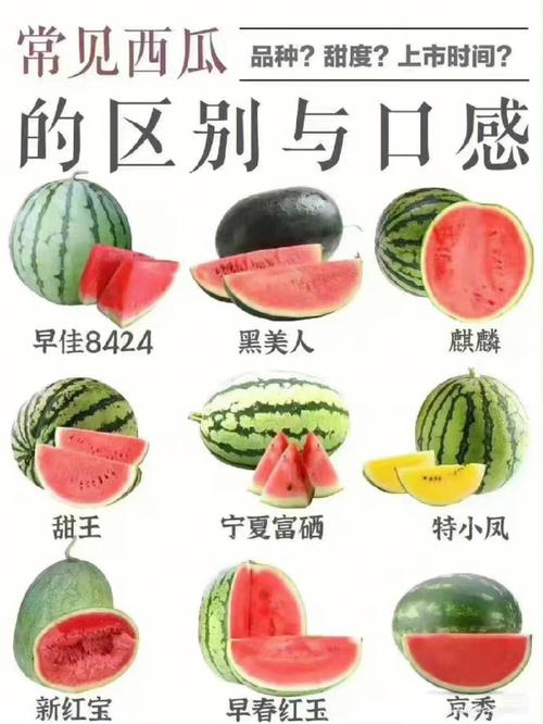 西瓜的营养价值有哪些?怎样挑选新鲜的西瓜?