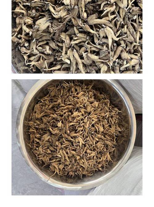 手参的功效与作用，手参的功效与作用点