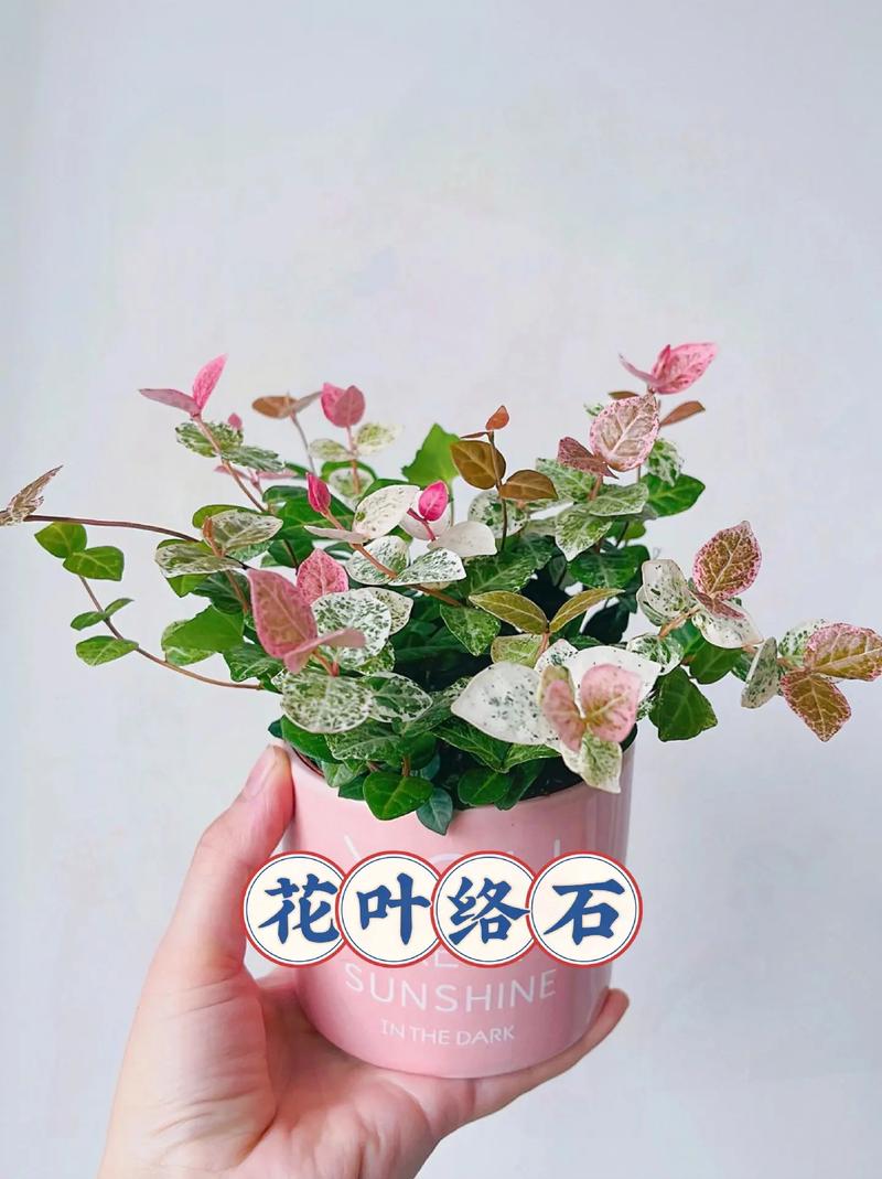 络石请大家帮我看看,春天种的一直不长长,叶子也很小