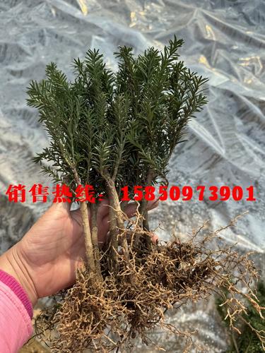 曼地亚红豆杉的播种育苗方法