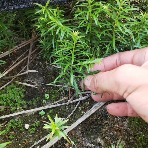 曼地亚红豆杉种子种植方法