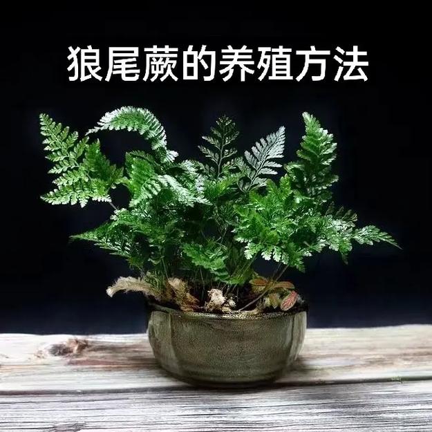 蕨菜的养殖方法和注意事项？蕨菜怎么种?蕨菜的种植方法？
