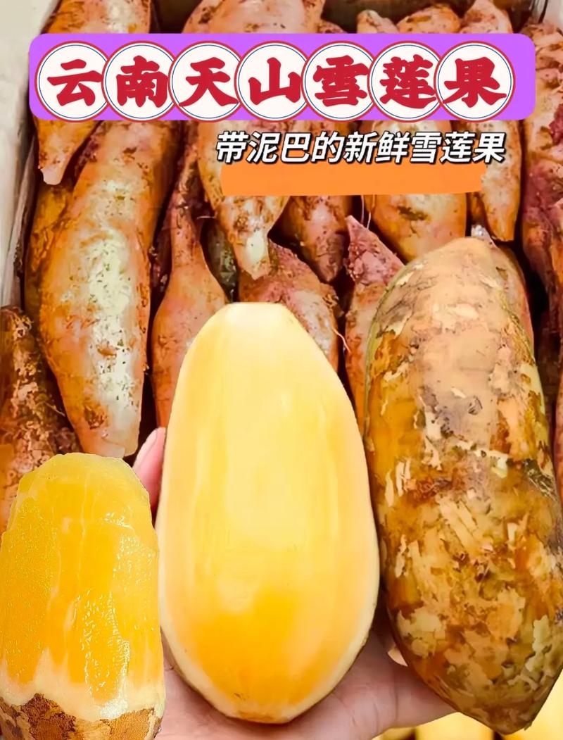 雪莲果发芽可以吃吗