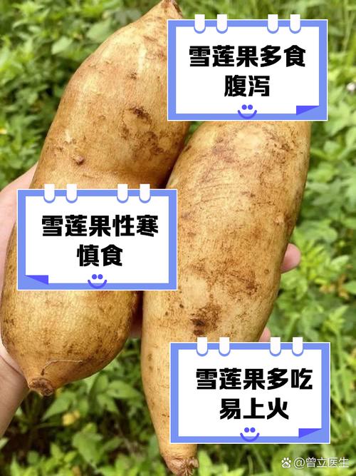 发芽的雪莲果还能吃吗
