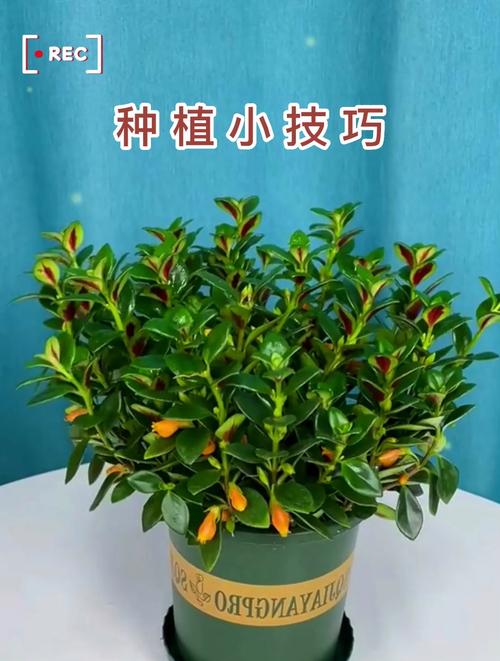金鱼吊兰的养殖方法和注意事项