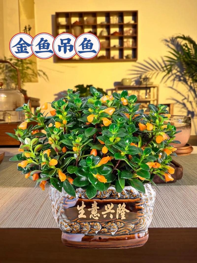 金鱼吊兰怎么浇水,四季浇水使其生长茂盛