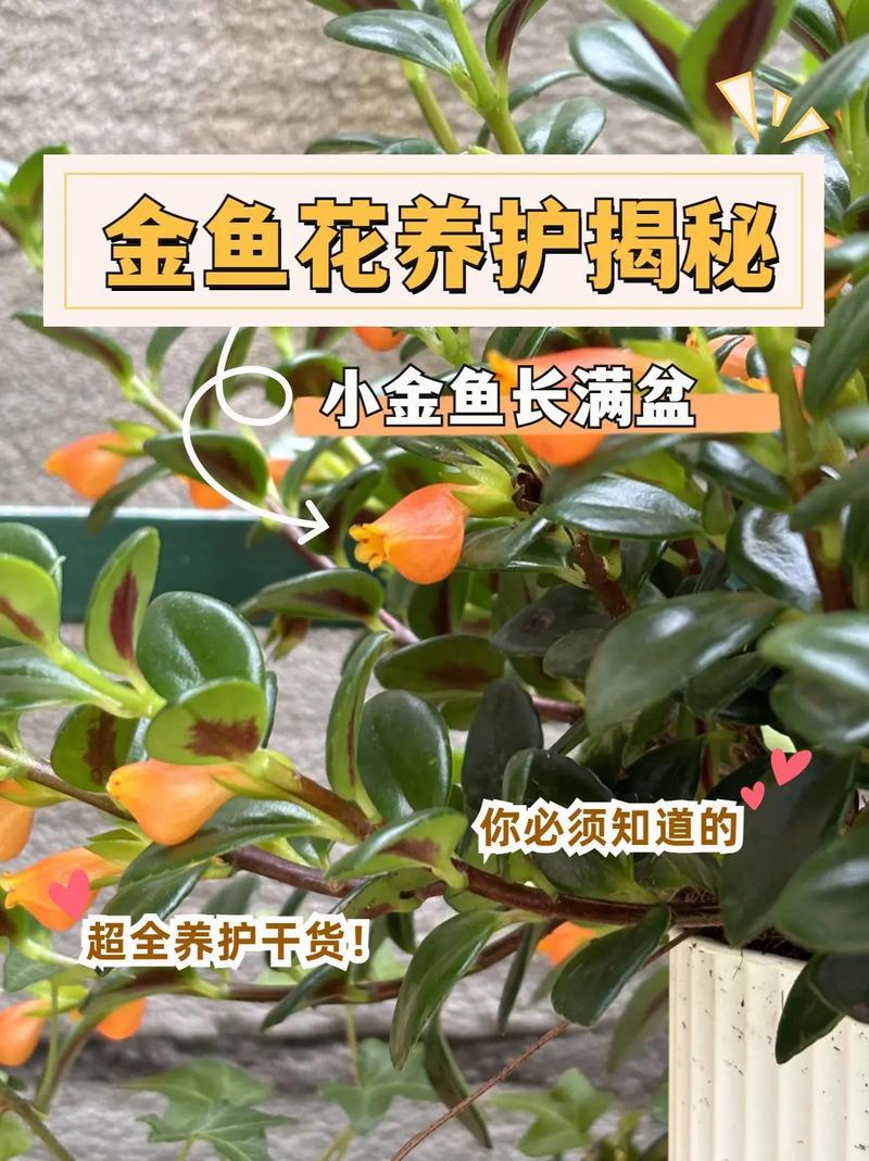 金鱼吊兰不开花,只需学会4个“技巧”,枝头挂满小金鱼,你知道吗?