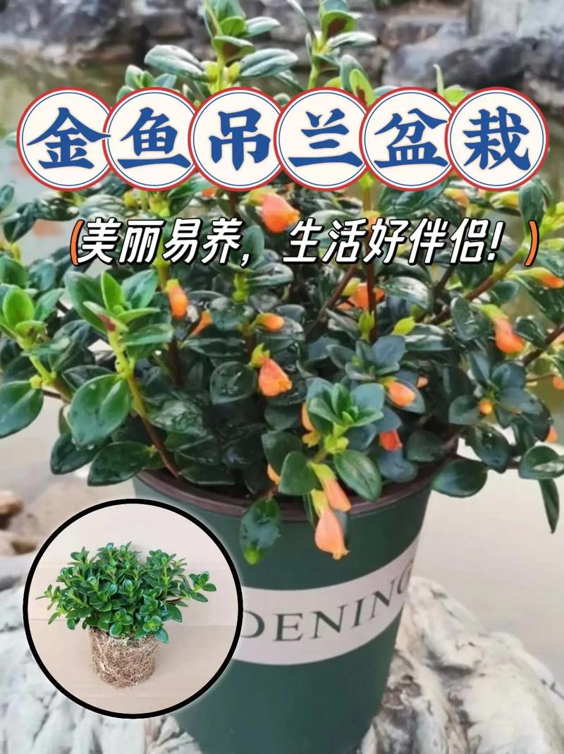 金鱼吊兰怎么养把金鱼吊养茂盛的技巧