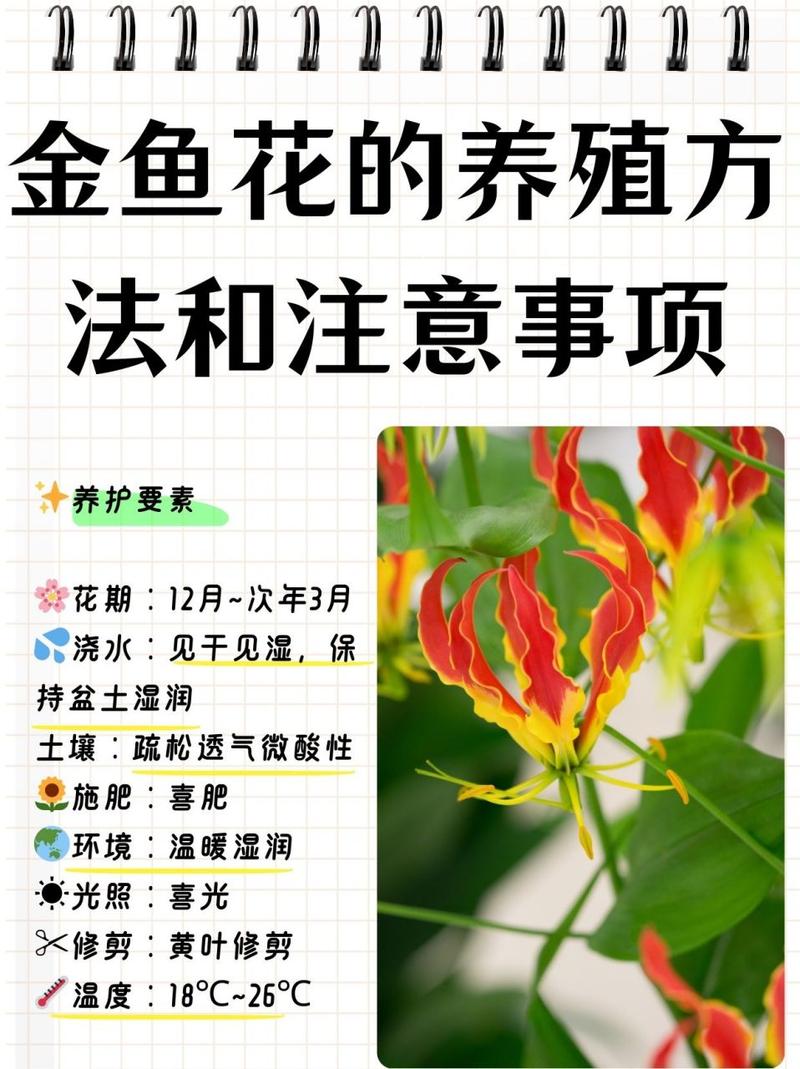 金鱼吊兰怎么养,五个要点让你的金鱼吊兰花繁叶茂