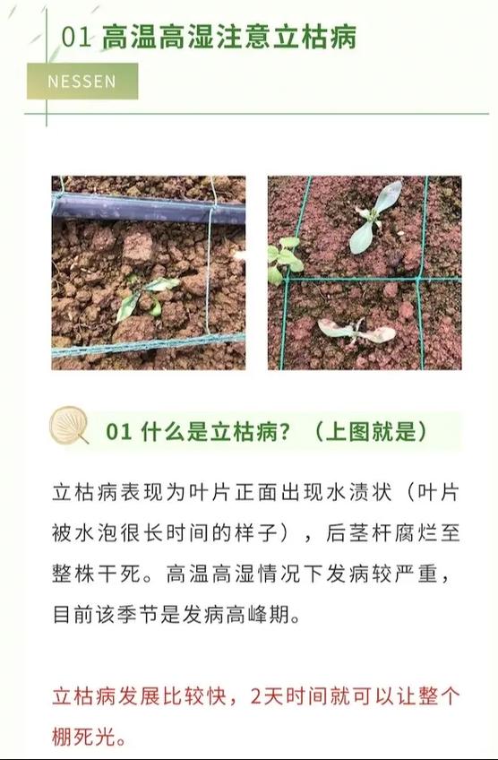 洋桔梗病虫害防治
