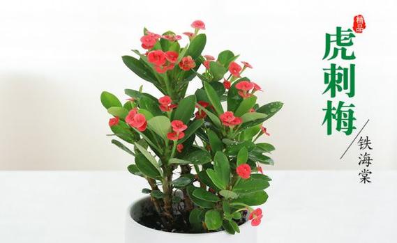 红凉伞什么时候开花