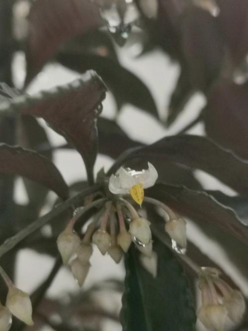 富贵籽几月份开花结果