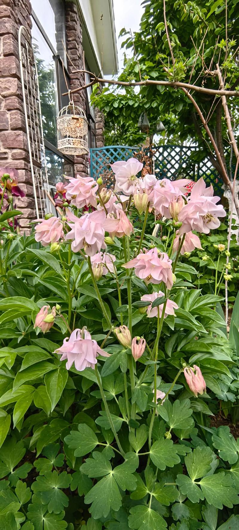 耧斗菜是多年生吗