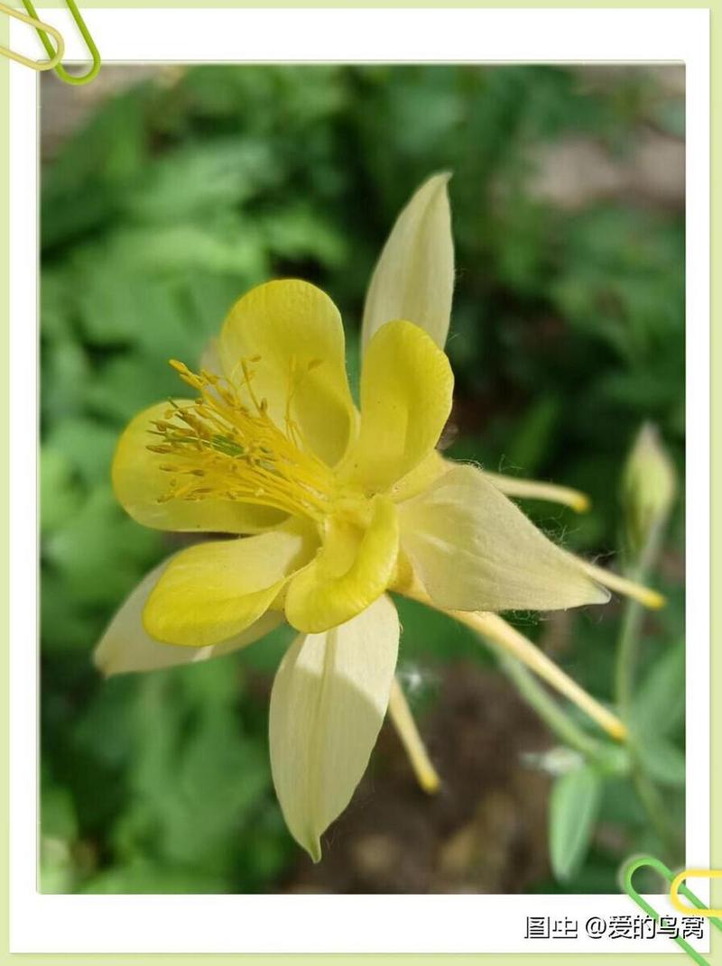 耧斗菜什么时候开花,花期在5~7月