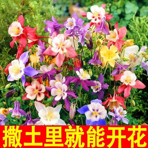 耧斗菜一年开几次花
