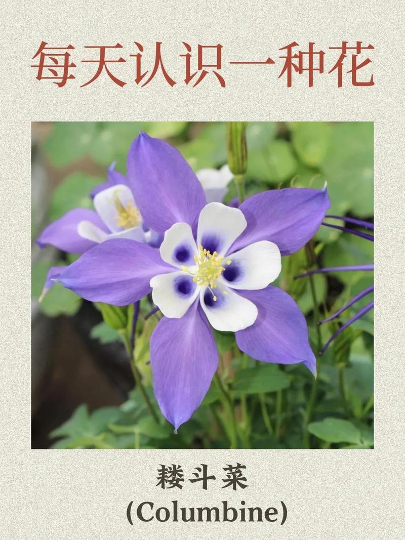 耧斗菜什么时候开花