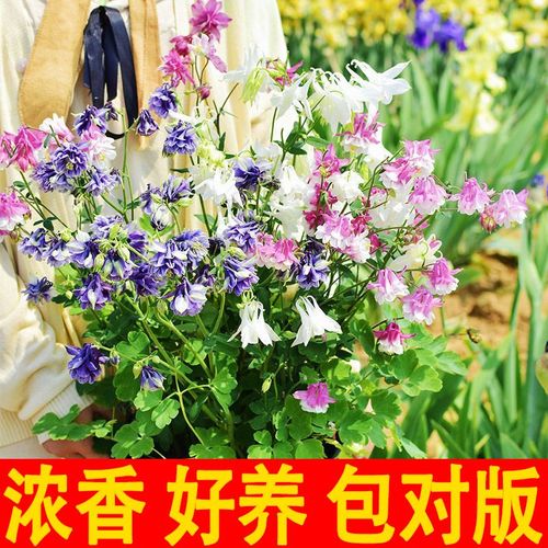 耧斗菜四季开花吗