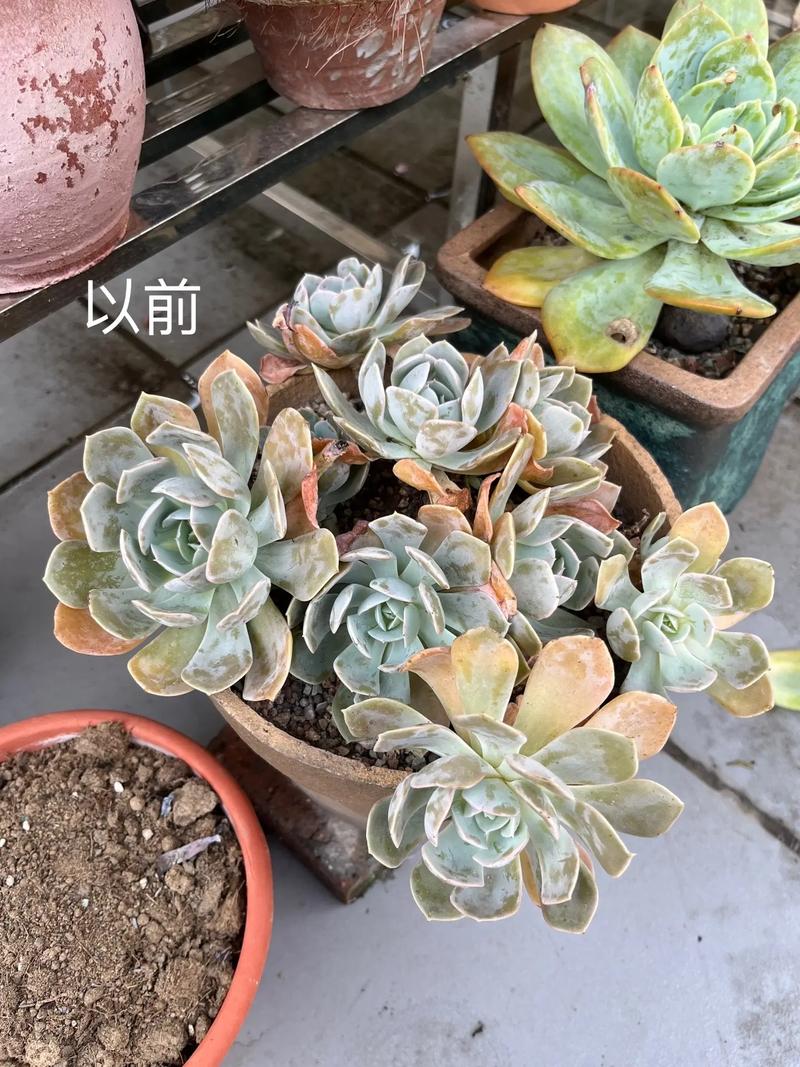 鲁氏石莲植株腐烂怎么办