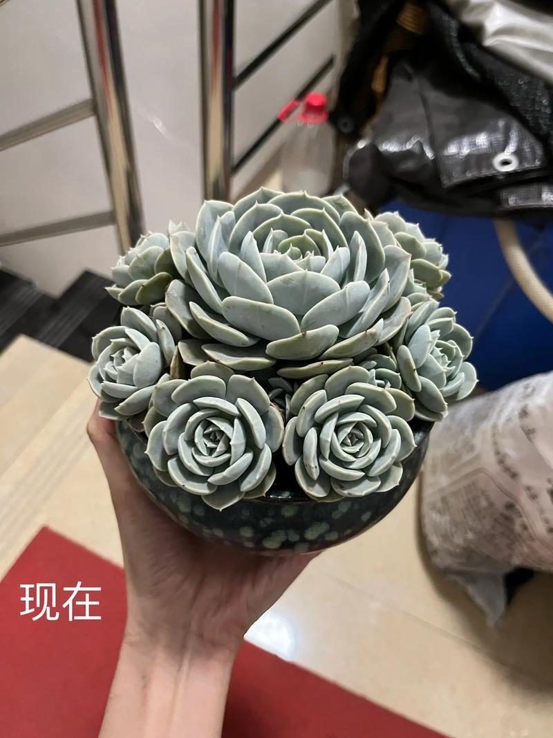 鲁氏石莲花好养活吗