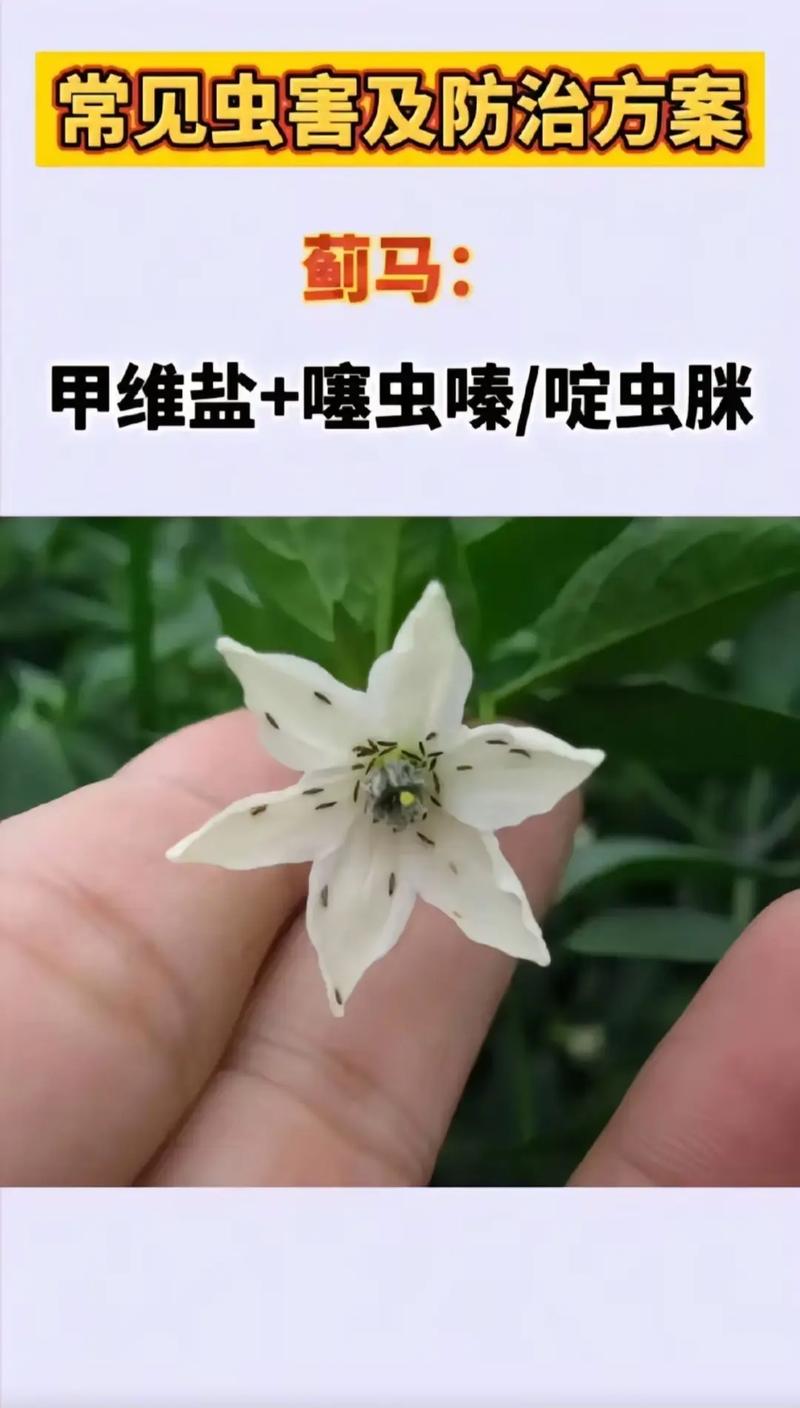 花月锦常见的虫害及防治方法有哪些