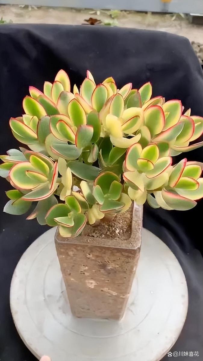 花月锦换盆注意事项