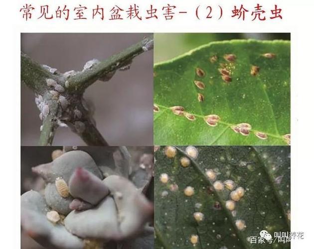 花月锦常见害虫及防治方法