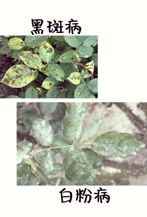 花月锦常见虫害及防治方法