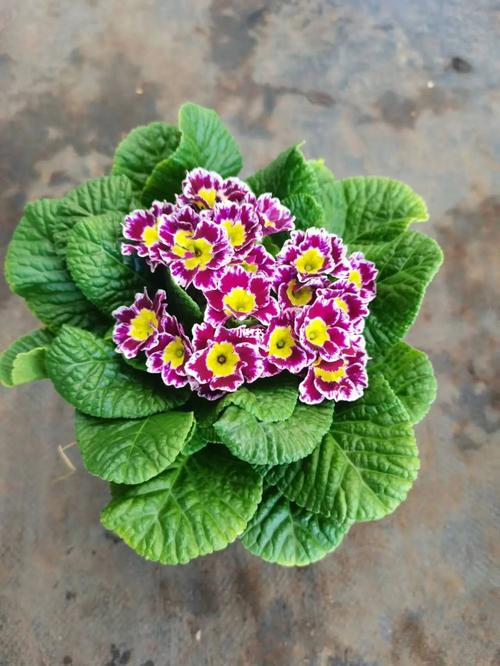 报春花的虫害防治方法是什么?