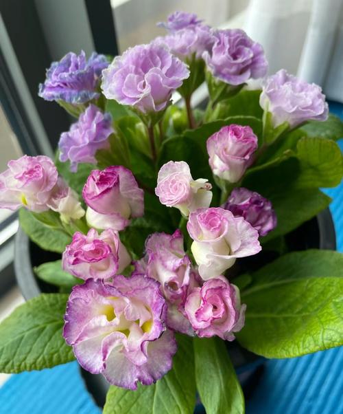 报春花生虫了怎么办(花卉生了小虫子怎么办)