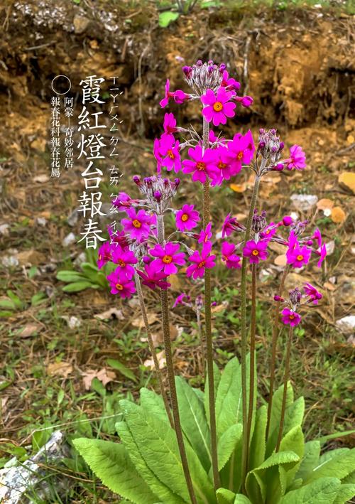 报春花春天怎么养,追施农家肥预防病虫害