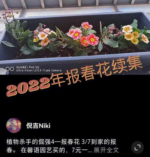 报春花病虫害及其防治