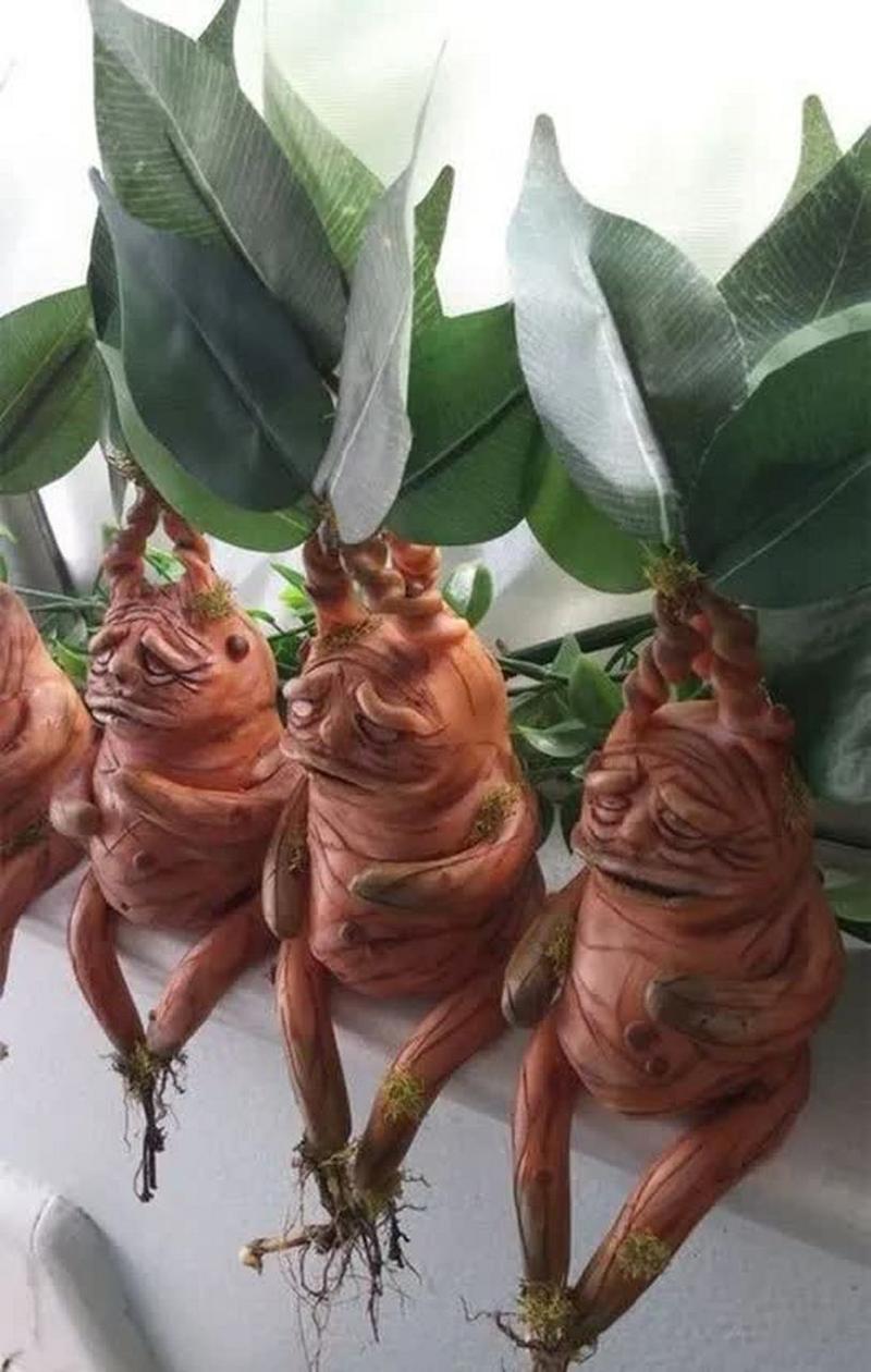 世界上奇怪的植物介绍，世界上奇怪的植物有哪些?？