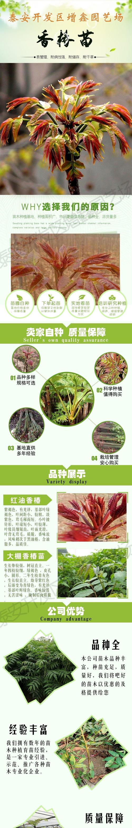 如何防治香椿病虫害