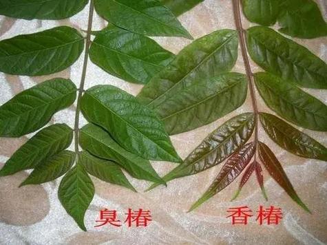 香椿树如何防虫