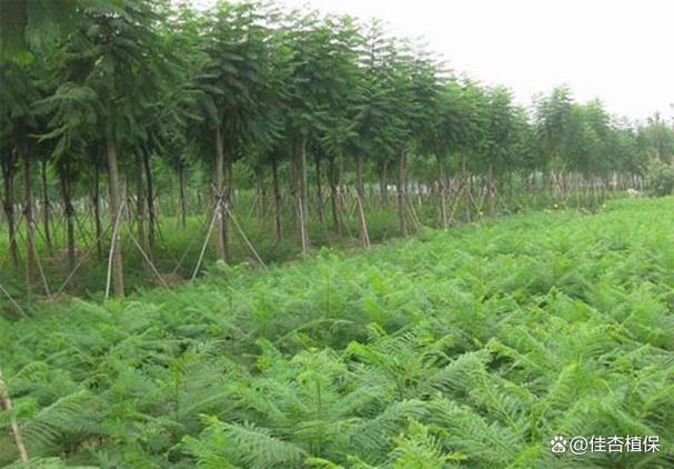 香椿病虫害防治
