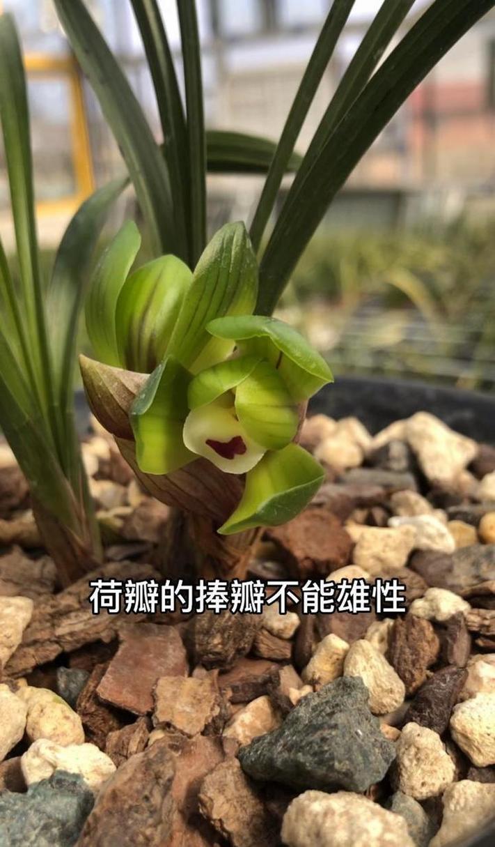 水仙花和兰花区别