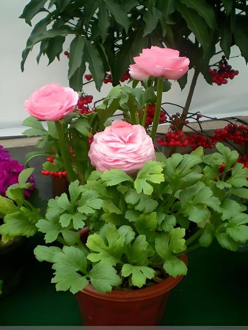 芹叶牡丹一年开几次花