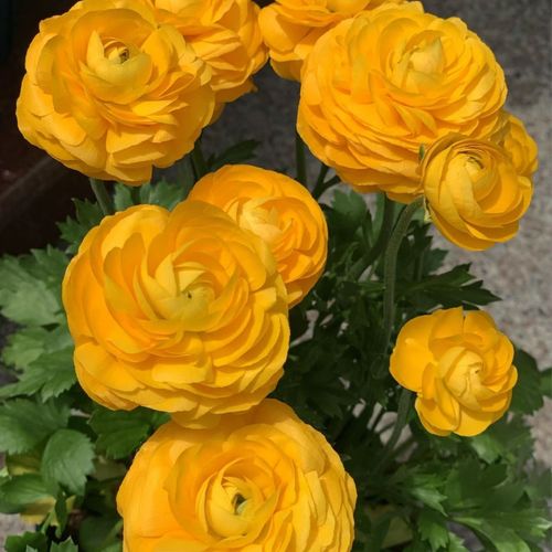 芹叶牡丹一年开几次花?
