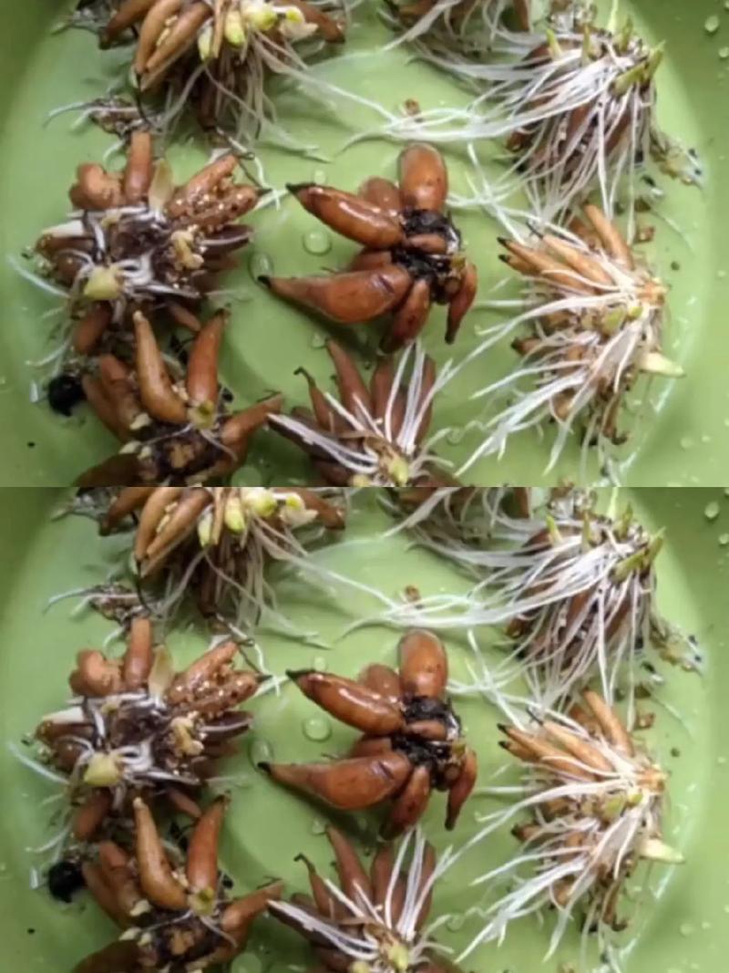 芹叶牡丹怎么养
