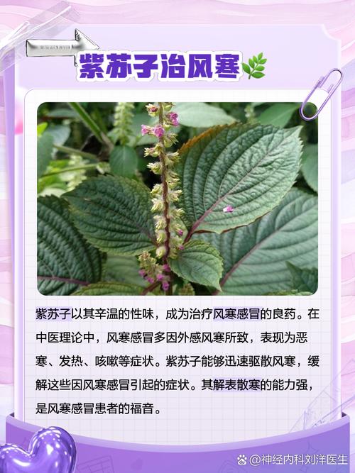 紫苏子的功效与作用